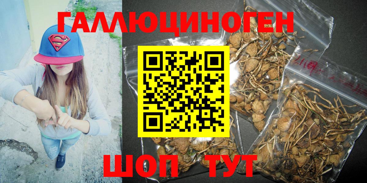Псилоцибиновые грибы Psilocybe Новороссийск